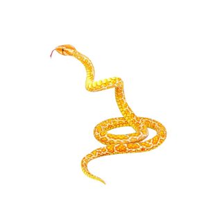 c-7.jpg Peluche géante serpent redoutable